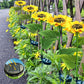 🌻Lampes solaires LED tournesol pour jardin — 3 achetées, 2 offertes